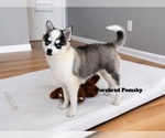 Small #1 Pomsky