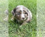 Puppy 2 Australian Shepherd