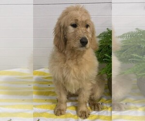 Goldendoodle Puppy for sale in FREDERICKSBURG, OH, USA