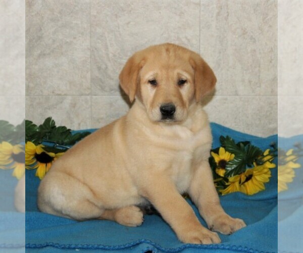 Medium Photo #1 Shepradors Puppy For Sale in STRASBURG, PA, USA
