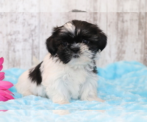 Shih Tzu Puppy for sale in SHILOH, OH, USA