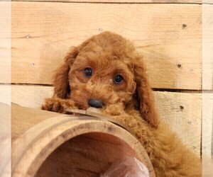 Cavapoo Puppy for Sale in JONES, Michigan USA
