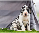 Small #11 Great Dane