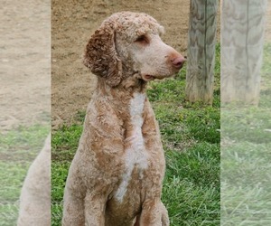 Father of the Goldendoodle puppies born on 05/09/2022