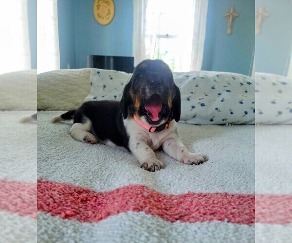 Medium Photo #3 Basset Hound Puppy For Sale in PETERSBURG, IN, USA