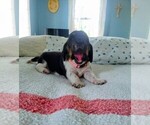 Small Photo #3 Basset Hound Puppy For Sale in PETERSBURG, IN, USA