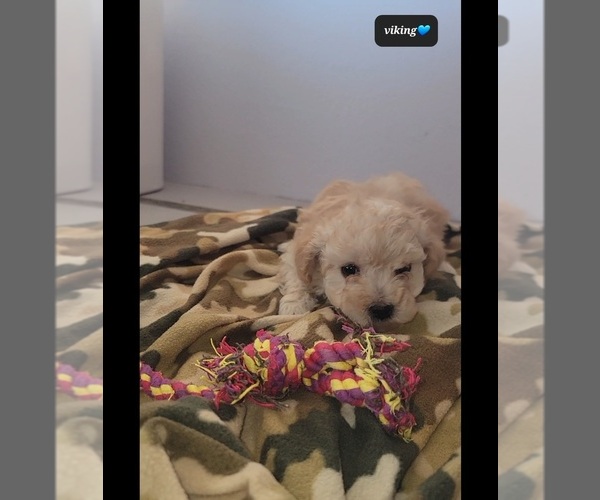 Medium Photo #3 Maltipoo (Toy) Puppy For Sale in TUCSON, AZ, USA