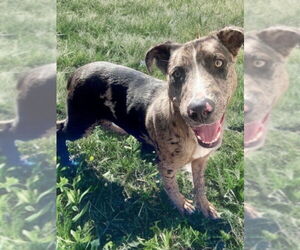 Catahoula Leopard Dog Dogs for adoption in Newport Beach, CA, USA