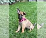 Small #1 German Shepherd Dog