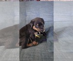 Small #8 Rottweiler