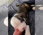 Small #1 American Bulldog