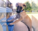 Small #7 Labrador Retriever Mix
