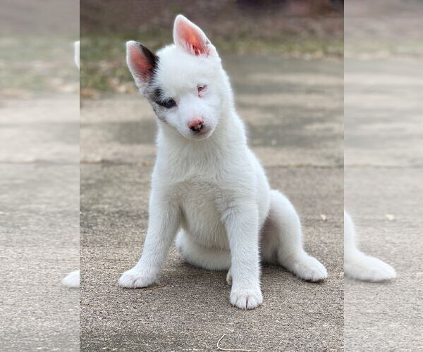 Medium Photo #7 Pomsky Puppy For Sale in St. Louis Park, MN, USA
