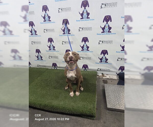 Medium Photo #1 Mutt Puppy For Sale in Orlando, FL, USA
