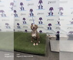 Small Mutt