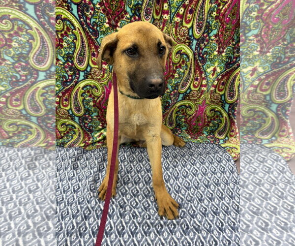 Medium Photo #1 Mutt Puppy For Sale in Corning, AR, USA