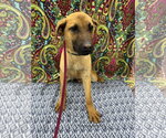 Zing - Male Mutt Dog for Adoption - Small photo