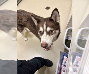 Siberian Husky Dogs for adoption in Fremont, CA, USA