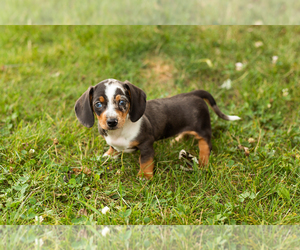Dachshund Puppy for sale in NAPPANEE, IN, USA