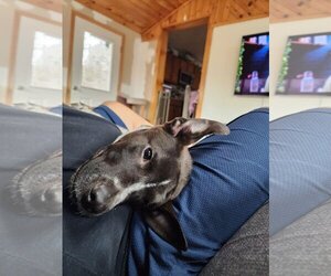 Labrador Retriever-Unknown Mix Dogs for adoption in Binghamton, NY, USA