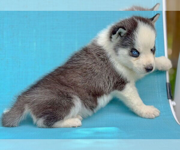 Medium Photo #3 Siberian Husky Puppy For Sale in PIPE CREEK, TX, USA