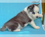 Small #2 Siberian Husky