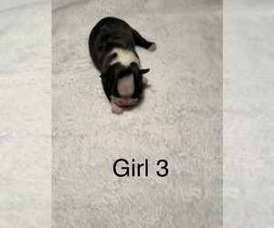 Medium Boston Terrier