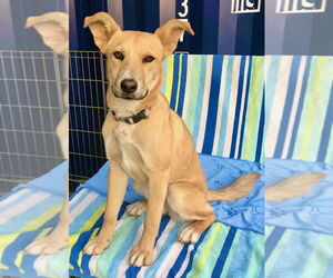 Border Collie-Unknown Mix Dogs for adoption in San Diego, CA, USA