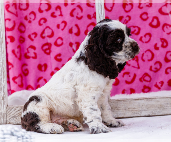 Medium Photo #13 Cocker Spaniel Puppy For Sale in WAKARUSA, IN, USA