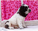Small Photo #13 Cocker Spaniel Puppy For Sale in WAKARUSA, IN, USA