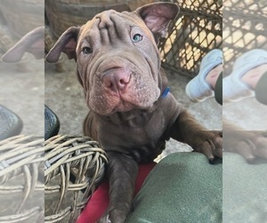 Father of the Bulldog puppies born on 02/24/2025