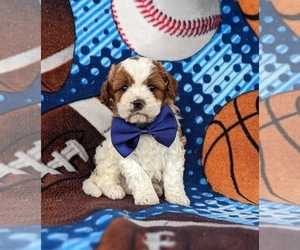 Cavapoo Puppy for sale in CHRISTIANA, PA, USA