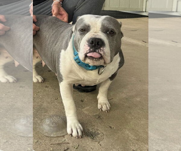 Medium Photo #5 Mutt Puppy For Sale in Hillsboro, NH, USA