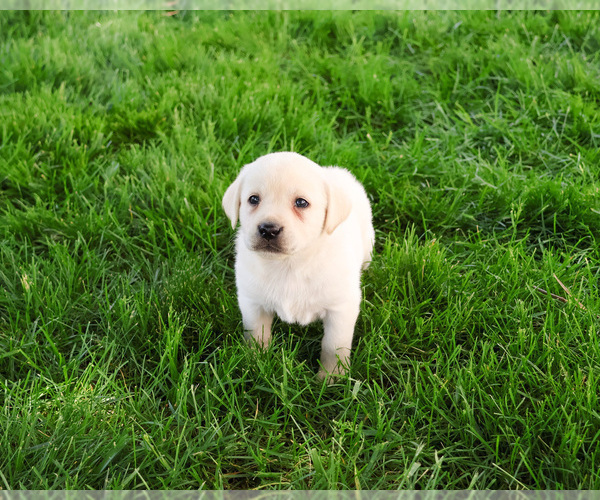 Medium Photo #18 Labrador Retriever Puppy For Sale in SYRACUSE, IN, USA