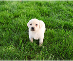 Small #17 Labrador Retriever