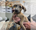 Small #1 Labrador Retriever Mix