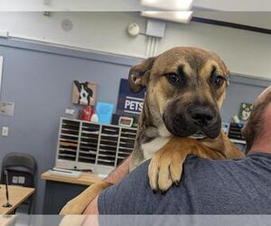 Bullboxer Pit Dogs for adoption in Redwood City, CA, USA