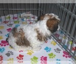 Small Photo #8 Shih-Poo Puppy For Sale in ORO VALLEY, AZ, USA