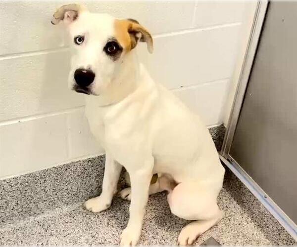 Medium Photo #3 Labrador Retriever-Staffordshire Bull Terrier Mix Puppy For Sale in Houston, TX, USA