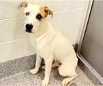 Small #2 Labrador Retriever-Staffordshire Bull Terrier Mix