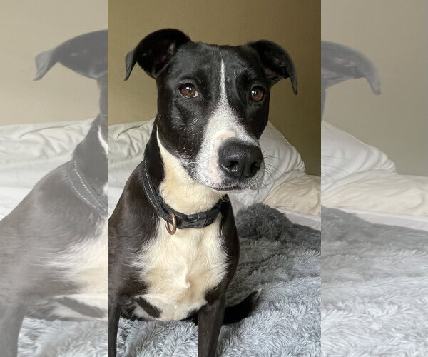 Medium Photo #5 Mutt Puppy For Sale in Rockaway, NJ, USA