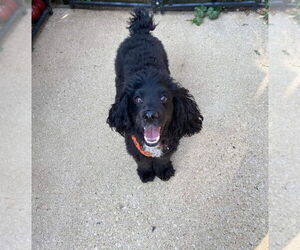 Poodle (Miniature) Dogs for adoption in Wheaton, IL, USA