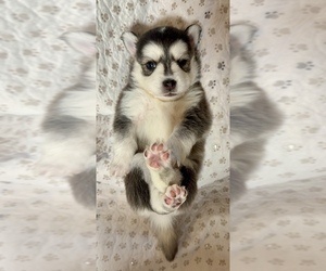 Medium Pomsky