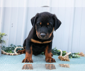 Medium Rottweiler