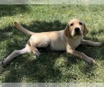 Small #6 Labrador Retriever