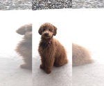 Small Photo #1 Miniature Labradoodle Puppy For Sale in BILLERICA, MA, USA