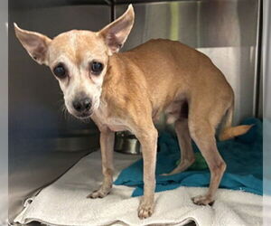 Chihuahua Dogs for adoption in Rancho Cucamonga, CA, USA