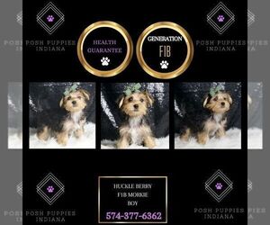 Medium Morkie