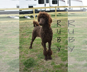 Mother of the Goldendoodle puppies born on 05/07/2021