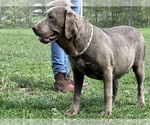 Small Photo #1 Labrador Retriever Puppy For Sale in NEOLA, WV, USA